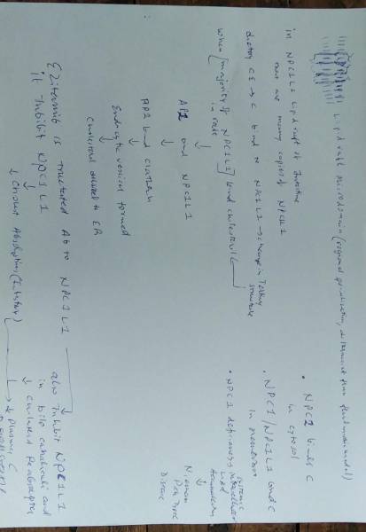 ezetimibe.jpeg ezetimibe.jpeg